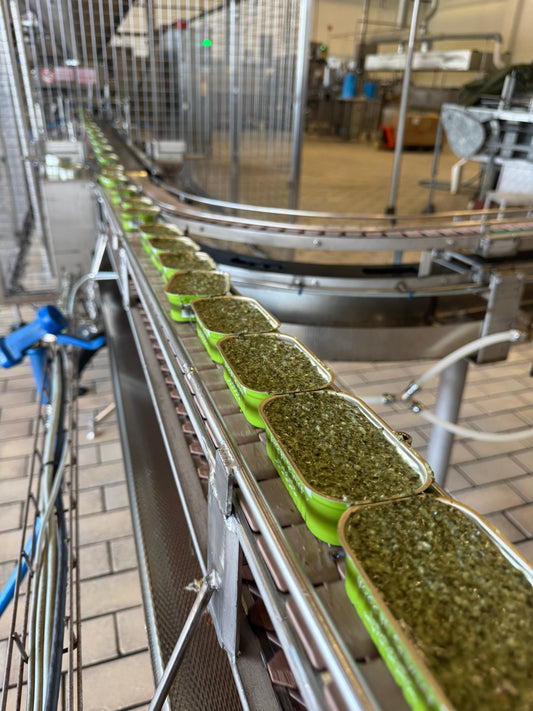 Blanched Arctic kelp moving along the processing line before it is cooked and canned in Lofoten